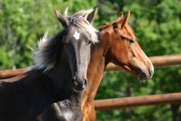 Rocky mountain horse